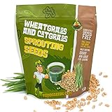 Todd's Seeds - 1 Pound of Wheatgrass Seeds - Non GMO Sprouting Seeds - Grind Into Whole Wheat Flour - Pet Grass - Cat Grass for Indoor Cats - Wheat Grass Seeds Photo, best price $9.95 ($9.95 / Pound) new 2024