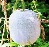 MOCCUROD 25Pcs Wax Gourd Seeds Hair Skin Gourd Seeds Fuzzy Melon Vegetable Seeds Photo, best price $7.99 ($0.32 / Count) new 2025