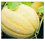 50 Hales Best Jumbo Cantaloupe | Non-GMO | Fresh Garden Seeds Photo, best price $6.95 new 2025