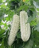 Bitter Melon Bitter Squash Balsam Pear Bitter Gourd Seeds 10PCS Non GMO (White) Photo, best price $9.99 new 2024