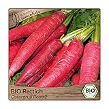 Samenliebe BIO Rettich Samen alte Sorte Ostergruß Rosa 2 scharf würziger Bundrettich langes Wintergemüse rosa 100 Samen samenfestes Gemüse Saatgut für Gewächshaus Freiland und Balkon BIO Gemüsesamen Foto, bester Preis 3,49 € neu 2024