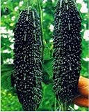 Black Bitter Melon Seeds for Planting, 10 Seeds - Dark Jade Bitter Melon - Ships from Iowa, USA Photo, best price $9.96 ($0.20 / Count) new 2024