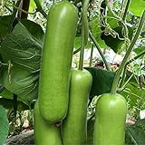 S-pone 20+ Long Bottle Gourd Seeds Edible Asian Indian Opo Squash Dudi Calabash Long Melon Photo, best price $9.00 new 2025