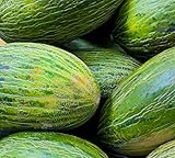 50 Valencia Late Melon Seeds | Non-GMO | Heirloom | Fresh Garden Seeds Photo, best price $6.95 new 2025