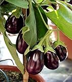 Auberginen Eierfrucht Mini Aubergine Patio Baby Samen Foto, bester Preis 3,50 € neu 2024