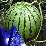 MITRAEE Fresh 100pcs Watermelon Fruit Seeds for Planting Blue Photo, best price $10.50 new 2024