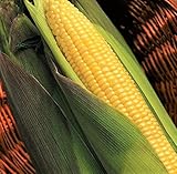 TomorrowSeeds - Kandy Korn Yellow Sweet Corn Seeds - 90+ Count Packet - Red Purple Husk EH Hybrid Untreated Golden Early Harvest Non GMO Photo, best price $8.80 ($0.10 / Count) new 2025