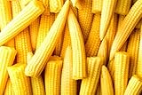 Japanese Baby Corn Seeds for Planting - 20 Seeds - Great on Salads or as Garnish Photo, best price $8.98 ($0.45 / Count) new 2025