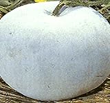 Big Pack - (100) Winter Melon Round, Wax Gourd Seeds - Tong Qwa - Used in Asian Soup Dishes - Non-GMO Seeds by MySeeds.Co (Big Pack - Wax Gourd) Photo, best price $12.89 ($0.13 / Count) new 2024