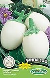 Aubergine WHITE EGG Foto, bester Preis 5,15 € neu 2024