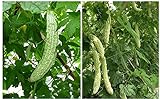 20+ Balsam Pear Bitter Gourd Seed Melon Momordica charantia Vegetable Plant Garden Photo, best price $9.00 new 2025