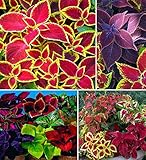 100+ Rare Mixed Coleus Flowers Seeds Rainbow Coleus Wizard Mixed Perennial Foliage Plant Photo, best price $8.00 ($0.08 / Count) new 2024