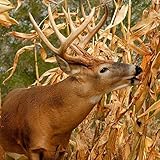 Dinner Getter Deer Food Plot Corn Seeds - 100 Seeds to Grow Deer Food - High Yielding Hybrid Corn for Big Whitetail Bucks Photo, best price $7.99 new 2025