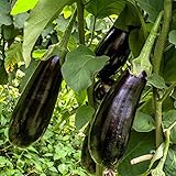 Black Beauty Aubergine Samen für ca. 20 Pflanzen - ertragreiche Sorte mit dunkelvioletten Früchten Foto, bester Preis 1,59 € (0,08 € / stück) neu 2025