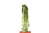PIANTE GRASSE VERE RARE Lophocereus Schotti V.Maior Mostruoso in vaso coltivazione 16cm Produzione viggiano Cactus Succulente foto, miglior prezzo EUR 100,00 nuovo 2024