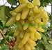 foto Pinkdose bonsai Uva rara 30 pz/pacco Piante da cortile, frutta deliziosa, dito d'oro Uva Decorazione da giardino Fiore bonsai: 14