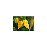 Semi di peperoncino Habanero Hot Lemon foto, miglior prezzo EUR 4,00 nuovo 2024