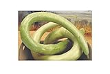 5 x Siceraria Lagenaria Cucuzi - Serpenti - Patisson Semi Zucca KS142 foto, miglior prezzo EUR 5,38 nuovo 2024