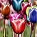 Foto Keland Garten - Selten Regenbogen Tulpen Blumensamen winterhart mehrjährig Blumenmeer für Ihr Garten, Terassen, Topf, Balkon