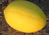 PlenTree 50 Semi di Melone Oliviya foto, miglior prezzo  nuovo 2024