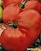 Foto Portal Cool Tomate * pata de oso * 10 * Semillas Semillas de Siberia Variedad * Thomas Medvezhyya la pata * Tomate