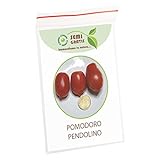 SemiGratis - 5 semi di Pomodoro Pendolino - pomodorino piennolo spunzillo pendolo foto, miglior prezzo EUR 3,50 nuovo 2024
