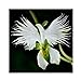 foto Semi di Raduga, AUTFIT Giapponese Egretta Bianca Piante di Orchidee Semi di Fiori per Bonsai, Giardino, Cortile （100pcs）