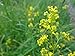 foto Shoopy Star 200 semi di NT di ravanello bianco lungo Ghiacciolo/Orto Verdure Piante