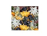 25x Zucca Shenot Crown Of Spine Patisson Seme Verdure K510 foto, miglior prezzo EUR 9,66 nuovo 2024
