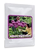 Aglio gigante (Allium Giganteum) - 30 semi / pacco - aglio decorativo, grandi dimensioni foto, miglior prezzo EUR 4,95 nuovo 2024