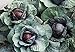 foto SEMI PLAT FIRM-Health Care cavolo viola Semi 300pcs, molto popolare foglia Vegetable Seeds, nutrizione ricca brillante Colorica oleracea Seeds