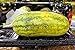 foto 30 semi / sacchetto gigante anguria, gusto verdure dolci e semi frutto molto Giant spedizione Delicious libero