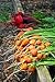 Foto PlenTree Samen, für Karotte, Karotten, 400 Stück, zarte runde Kugeln, süß und schmackhaft