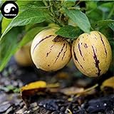 Comprare semi di melone Melanzana frutta 30pcs impianto Ginseng Fruit pepino Aiton foto, miglior prezzo EUR 14,51 nuovo 2024