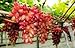 foto Pinkdose Semi d'uva, Arcobaleno anziani Cortile piante, semi delizioso frutto, 100 particelle/bag: 6