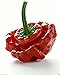 Foto PLAT FIRM GERMINATIONSAMEN: 50 - Seeds: Scotch Bonnet Hot Pepper Samen (rot Stamm 3) - geformt wie ein Patisson
