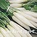 foto SEMI PLAT firm-100pcs bianco lungo sottile ravanello Seeds ravanello bianco lungo Ghiacciolo Raphanus Sativus Vegetable Seeds impianto fai da te