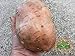 foto Perdita di promozione! semi di patata dolce, Batata Mameya di Prorganics 20pcs