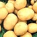 Foto Portal Cool Seltene ukrainischen Bio-GemÃ¼se Echte Kartoffelsamen Asol, FrÃ¼h Solanum tuberosum
