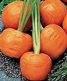 SEMI PLAT firm-100pcs / bag parigino semi di carota non OGM Vegetable Seeds cucina Assisted Nutrizione Outdoor Vaso da fiori per il giardino domestico foto, miglior prezzo EUR 12,99 nuovo 2024
