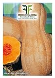 35 C.ca Semi Zucca Butternut Rugosa - Cucurbita moschata In Confezione Originale Prodotto in Italia - Zucche rugose foto, miglior prezzo EUR 7,40 nuovo 2024