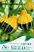 Foto Go Garden Gran promociÃ³n!Â Paquete original Fresa Calabaza Berenjena Coliflor Pimienta Manzanilla vegetales flor semillas sementes: botella Calabaza