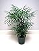 foto Shoppy Star: Chamaedorea Elegans (Palour Palm) 15 semi di Purificazione Dell'aria pianta della casa