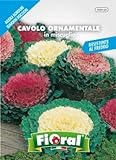 Sementi da fiore di qualità in bustina per uso amatoriale (CAVOLO ORNAMENTALE IN MISCUGLIO) foto, miglior prezzo  nuovo 2024