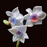 Ncient 100 Semi Sementi Narciso Daffodil 11 Colori Semi di Fiori Rari Profumati per Orto Giardino Balcone Interni ed Esterni foto, miglior prezzo EUR 1,99 nuovo 2024