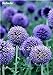 Foto Exotische Zwiebelsamen 120Pcs Riesen Allium Samen Mehrfarben Balkon Topfblumen Qualitäts Semillas De Flores Schönheit Ihr Garten 4