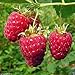 foto Shoppy Star: Shoppy Stella: 25 Seeds: Lampone impianto semi-Rubus Idaeus- cespuglio di frutta - Giant dolce rosso brillante bacche (25 Seeds)