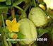 foto SEMI PLAT FIRM-2016New cimelio organici limone Cetriolo Semi - Semi di verdure 50pcs