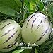 foto Semi 20pcs Pepino Semi pepino melone pera giardino domestico di DIY BonsaïPianta