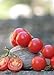 Foto tropica tomates mejicanos de miel (Lycopersicon esculentum) - 10 semillas, tomates cherry